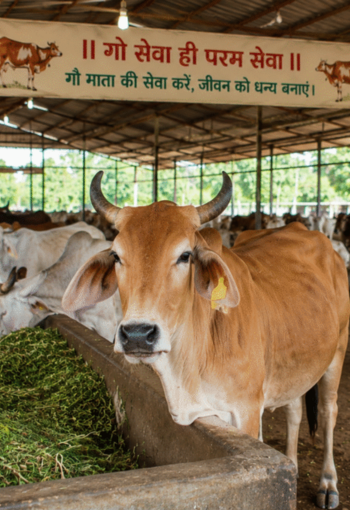 Support Gaushala donation in Delhi
